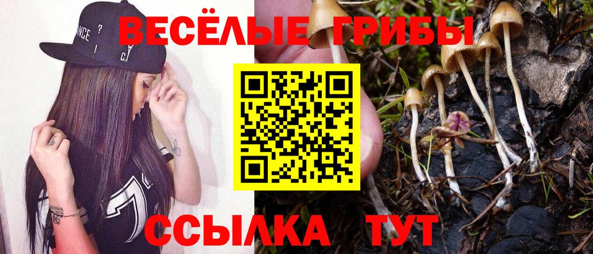 Псилоцибиновые грибы GOLDEN TEACHER  Вход с VPN  Спасск-Дальний  цена   Псилоцибиновые грибы мицелий 